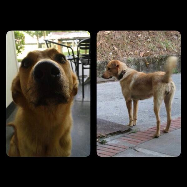 DebyPascual's tweet image. Maxie, aprox 3 años, busca hogar @perritocallejer @MASCOTASDECALLE @asoc_vpla @sosanimalvzla @HuellasCaracas /RT