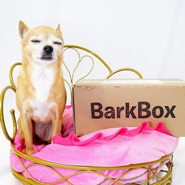 barkbox's tweet photo. "I'm in my ha-pee place." #barkboxtime #peejokes
via @michellecourneya http://t.co/S4mWvoQfPT