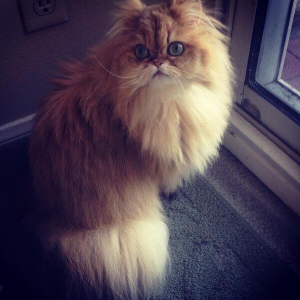 Workin on my Big Come Back! Bigger &amp; Fluffier than Ever!