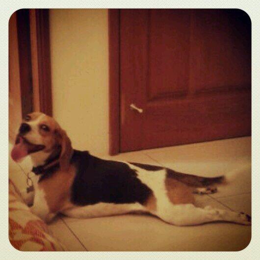 mafermartinezv's tweet photo. Tulio Martinez #nombresdemascotas cc. @laredso http://t.co/vumth6lElM