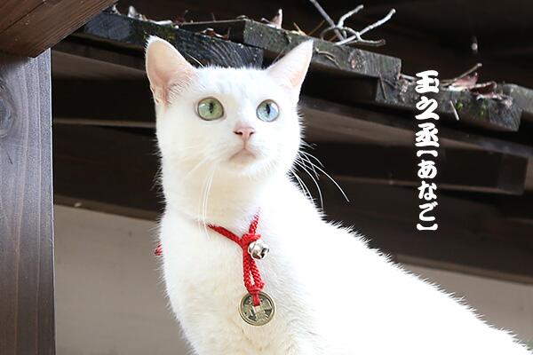 にゃそ 白い小さい可愛い Nekozamuraiinfo Q あなごはオッドアイですか それとも光の加減ですか オッドアイです 光の加減で左目のブルー 右目のグリーンが際立ちます 猫侍 教えて猫侍 Http T Co Qlc4iinkqg