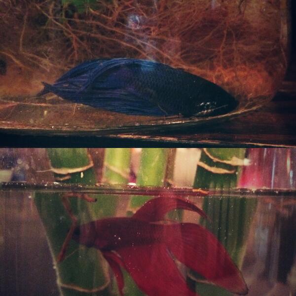 FISH ARE FRIENDS NOT FOOD (lol jk guys fish are also food)