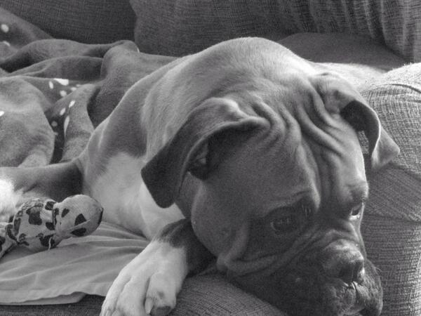 twputman's tweet image. Ain't he cute