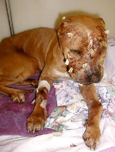 Stop Vivisection Http T Co Gizh3f25b1 小型犬や猫をbait Dogと呼び 闘犬を興奮させる為にリングに放り込むという 日本でもピットブルを使った闘犬が行われています 闘犬廃止に向けてみんなで声上げて参りましょう Http T Co Tj7bmtuioz