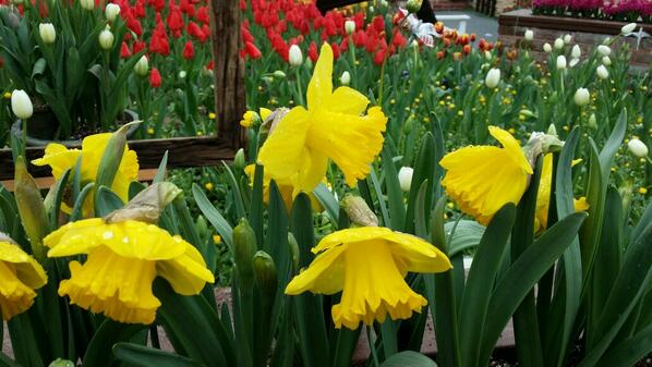 노란 수선화가 피었습니다. 일반 수선에 비해 꽃이나 잎의 크기가 커서 왕수선이라 불리는 '더치마스터' 종입니다.
