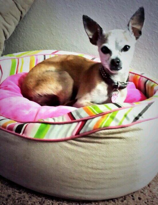 My last night hanging out with Wabbs, before I leave for Florida. @OCModeling @NatashaVegaxxx @TonyBatman<a href="/tag/hiphop"class="tags"><span>#hiphop</span></a><a href="/tag/kindnessmatters"class="tags"><span>#kindnessmatters</span></a><a href="/tag/humanitarian"class="tags"><span>#humanitarian</span></a><a href="/tag/spiri"class="tags"><span>#spiri</span></a>