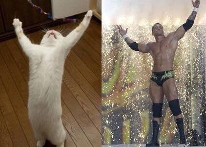dropped_mirror's tweet photo. I laughed way too hard at this #WWE #catpictures #HAHAHAHAHA 👏 http://t.co/yNA5R9ctbq