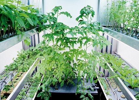 MillsNutrients's tweet photo. An important Tips to Make Your #Plants Grow #Soil-Less.. http://t.co/KRYYDrlcST http://t.co/CUYsumPGaS