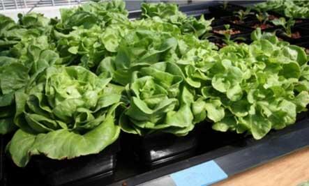 MillsNutrients's tweet photo. #Hydroponics: A Way to Get Optimal Nutrition for #plants.. http://t.co/xpCExXOyuO http://t.co/xrotQKjAQJ