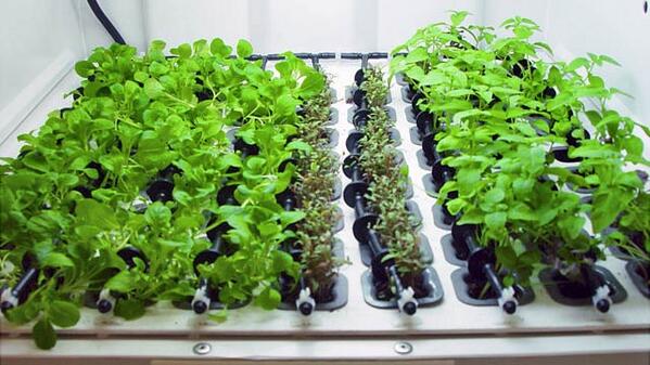 MillsNutrients's tweet photo. How Effective To Grow #Healthy Plants With #Hydroponics.. http://t.co/hHqRDcHgD9 http://t.co/aveliLLMkk