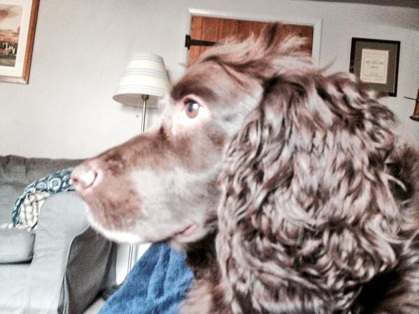 Charlotte_V92's tweet image. Mr truffles engrossed in Jeremy Kyle #spanielproblems !!!!