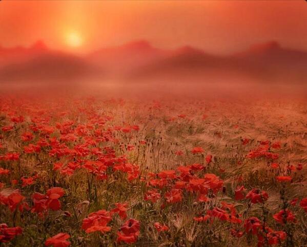 Gabriele Corno tweet media