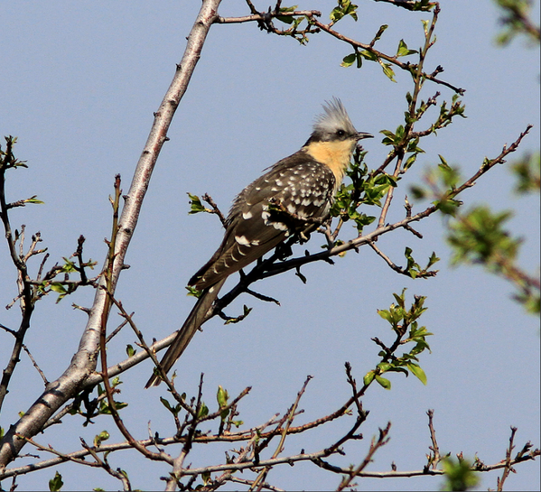 Hyacinth39's tweet image. #GreatSpottedCuckoo in Wales 4 only 3rd time ever. Experts say missed mainland Europe migrating from Africa.
