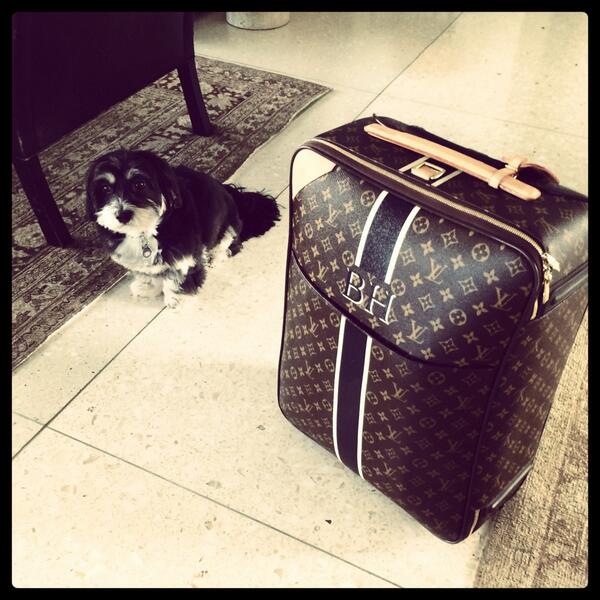 MyTrainerBob's tweet image. Off to San Francisco today for 14.5. Karl hates my suitcase cuz he knows I'm leaving #codependant #puppylove