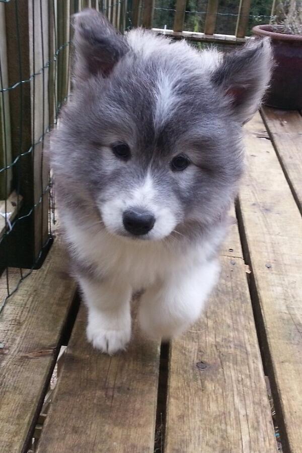 45+ Samoyed Husky Mix