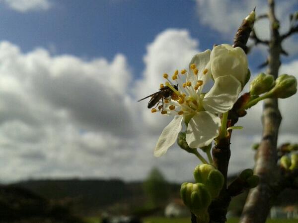 Laurysv's tweet image. Last one I promise!!. Almond flower with little bug. #O2Sphoto