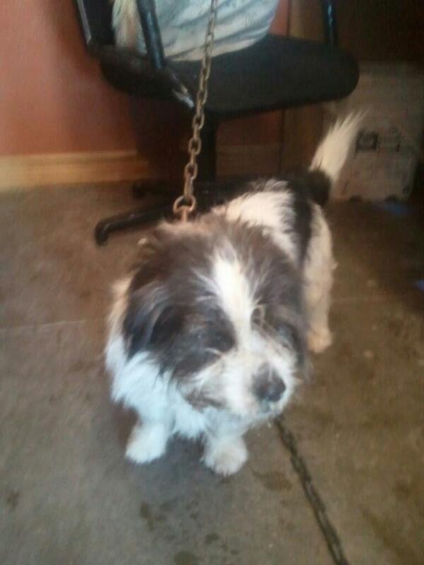 lostpetsofck tweet picture