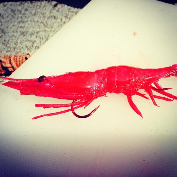 FishingGearFan's tweet photo. Prawn time. Freshly dyed and cured prawn on a custom prawn rig. This is our spring Chinook killer. #salmon #fishing http://t.co/LcUZ1aoYDH