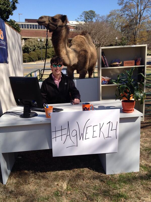I told you I can eat more carrots than you @blpeek! #humpday #AUCamel