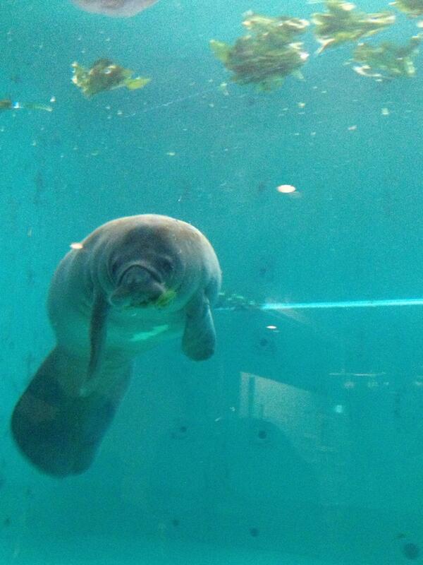 toiro222's tweet photo. 美ら海のそばに、マナティ館があるんだけど。 http://t.co/s8871ZcaeP
