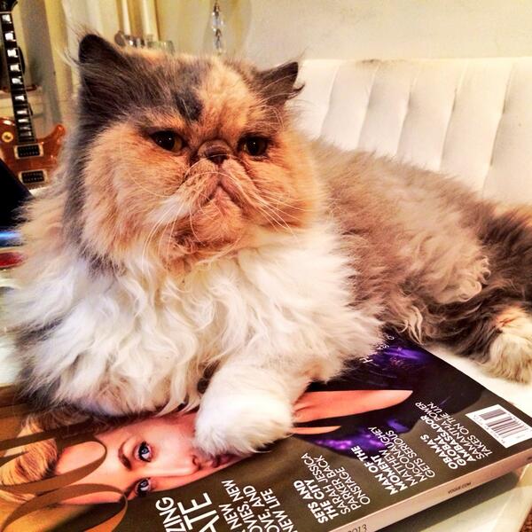 LesleysCloset's tweet image. Persian cats prefer @voguemagazine!#vogue #catswithstyle #fashioncats
