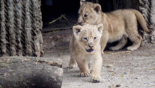 informativost5's tweet photo. El zoo de Copenhague reincide y sacrifica a cuatro leones, dos de ellos cachorros http://t.co/jooRf0pVL3 http://t.co/iQXzwpftEz