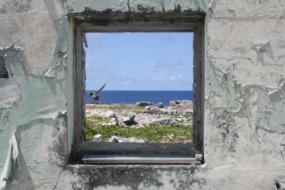 Brown booby through window of disused oil store, Sombrero Island, #Anguilla. #weekendflashback