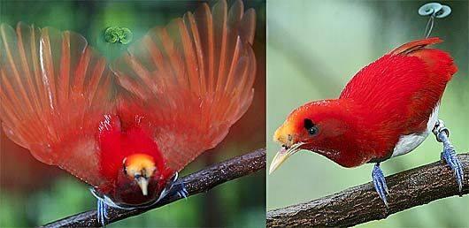 domingasdelsant's tweet photo. King Bird of Paradise II #Paradise_of_birds. http://t.co/kBJqns8NiN