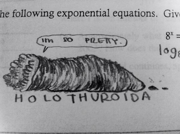 eli_wally's tweet image. Sea Cucumbers make me emotional #whatdoesnt