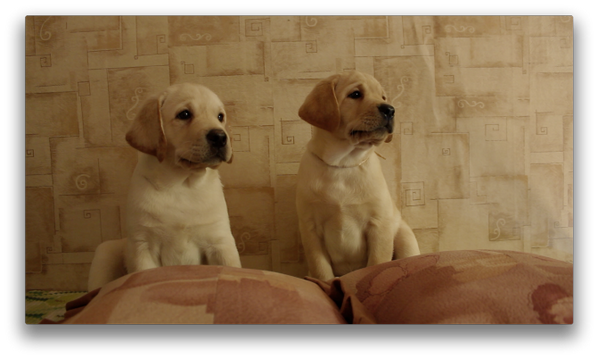 CENTURY21's tweet image. Prepare to fall in puppy love! Tomorrow we are taking over the @YouTube homepage to bring you the #C21PuppyCam!