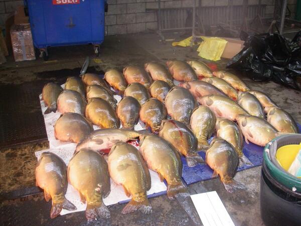 Do you know where the carp you're fishing for come from? Read on... subsurfacejournal.co.uk/catac/