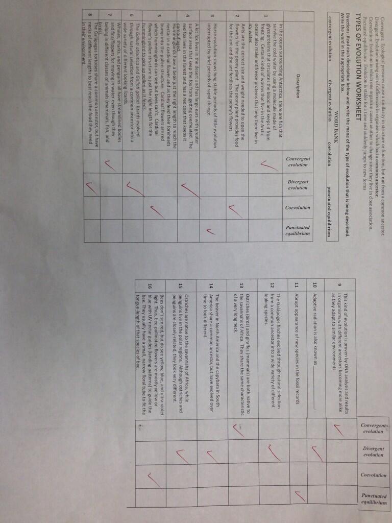 types-of-evolution-worksheet-educational-worksheet