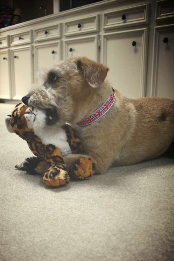 andypjames's tweet photo. @JaguarUSA I sport my most villainous Union Jack collar when the cat gets a bit rowdy #GOODTOBEBADCONTEST http://t.co/5zC6GwkWm4