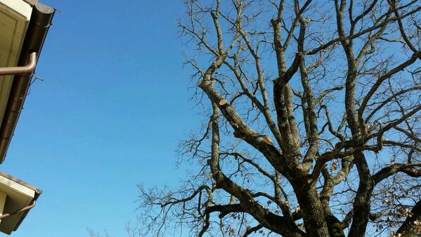 TreeClimbingVT's tweet image. Intervento su una quercia, rimozione di alcuni rami per favorire i pannelli solari sopra di un tetto!