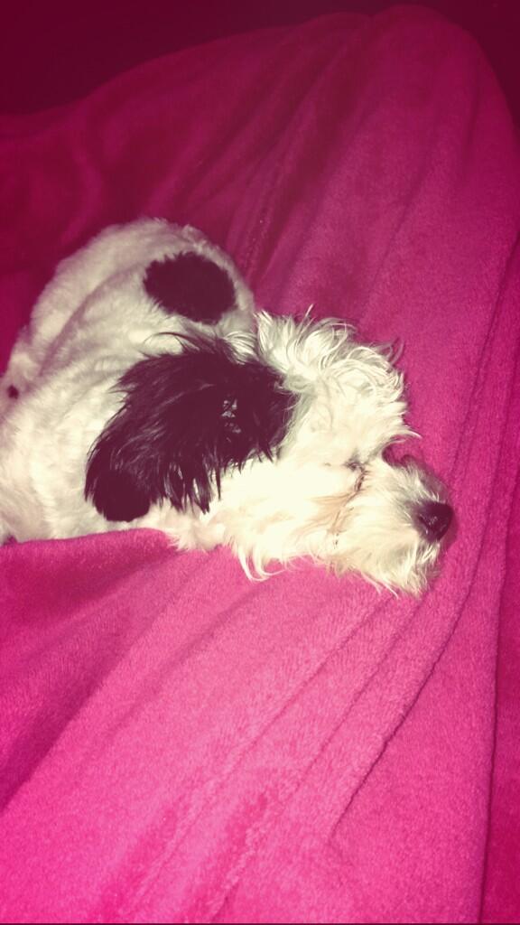 Winniethedogee's tweet photo. Some people mistake me for a angel #flawless http://t.co/94wl9VajKq