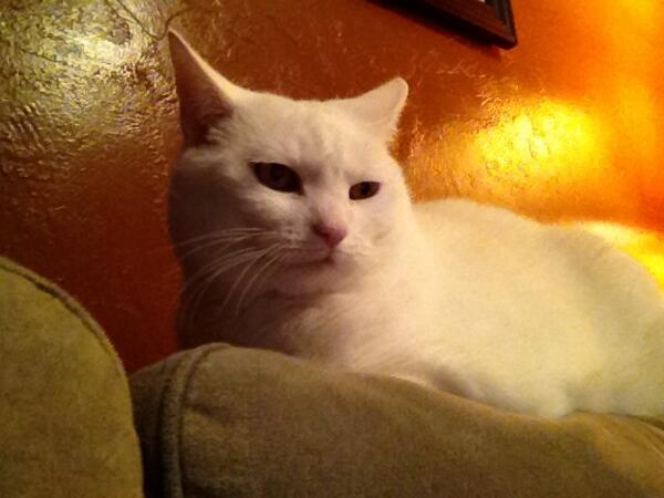 roberta_624's tweet photo. Poor Bucca is #purr-challenged. #gruntgrunt http://t.co/0t03OnpesK