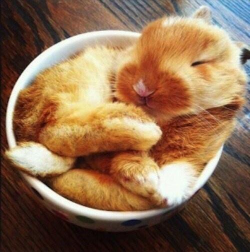 "<a href="/ThatsCute/">Unknown</a>: a bowl of cute "<a href="/CarCarCar3_/">Carla du Preez</a> -»GCB