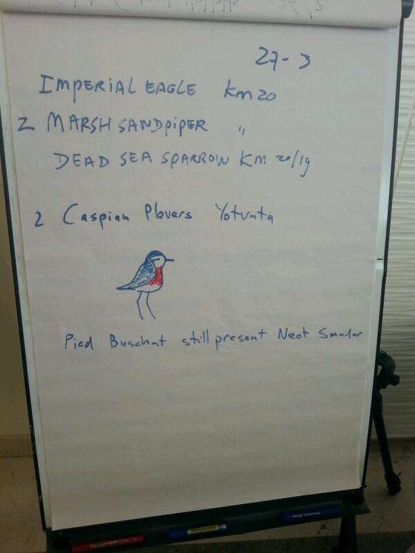 Caspian Plovers Yotvata fields.Pied Bushchat still present <a href="/flywaychampions/">Champions of the Flyway</a>