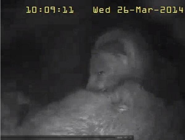 Leuk! De webcam van #volgdevos staan weer aan volgdevos.nl Het wachten is op de geboorte van de jongen..