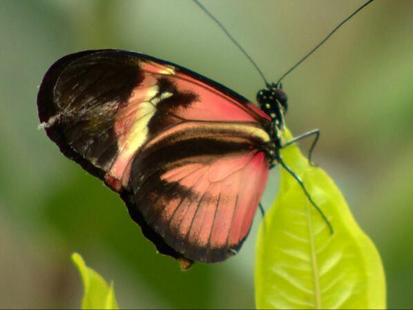 CBC Calgary tweet media
