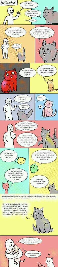 Ally90210's tweet photo. For all the people thinking about getting a new cat. This is an awesome picture! Via @9GAG http://t.co/ThsbNTFbfz