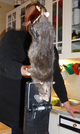 beaver_ch5 tweet picture