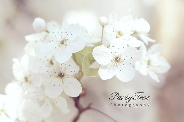 PartyTreePhoto's tweet image. #spring #eyecandy #partytreephoto