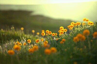 꽃봇<a href="/blossoms_bot/">꽃봇</a>