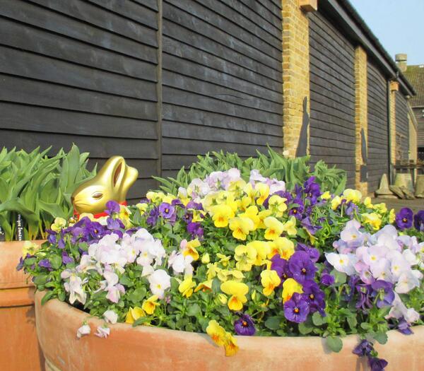 RHSHydeHall's tweet photo. Lots of colourful containers to admire and the anticipation of the tulips coming into bloom shortly. http://t.co/hZjlqhh9Pg