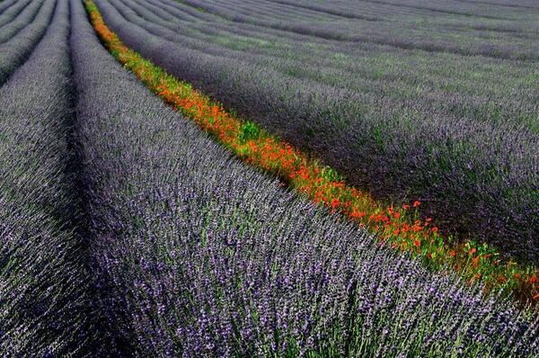 Gabriele_Corno's tweet photo. Infinity by Izidor Gašperlin #lavander #flowers #path http://t.co/XIEDJpvS5L