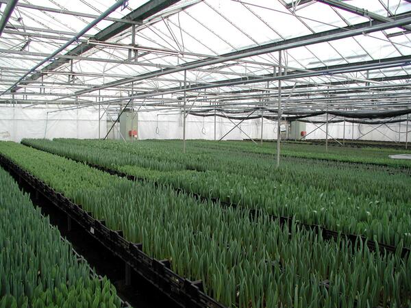 MillsNutrients's tweet photo. #Hydroponics - A revolutionary technique to grow #plants without soil.. http://t.co/Z3RQ1e2DH6 http://t.co/0yVUska0LJ