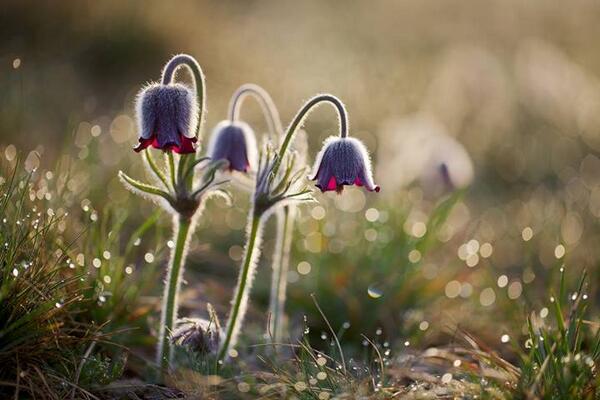 Gabriele_Corno's tweet image. Spring by Martin Rak