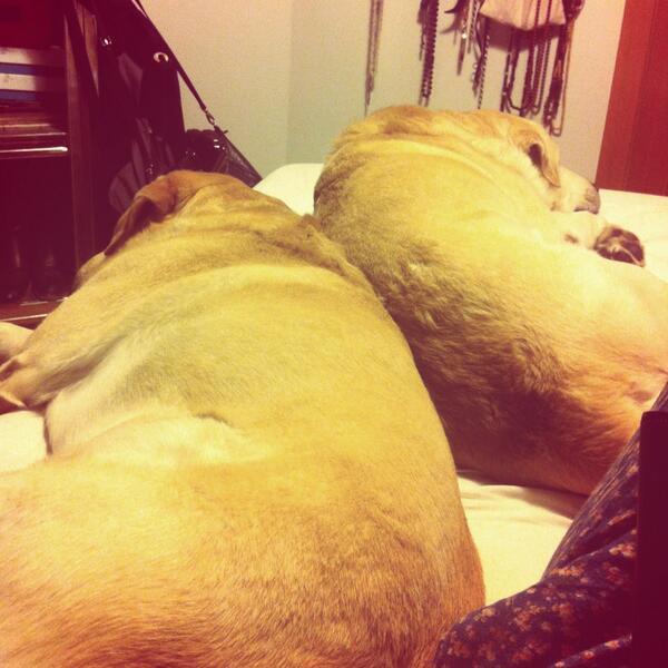 Carlota Satrústegui tweet media