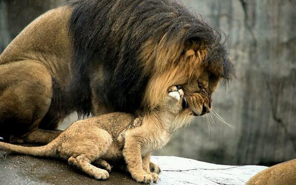 Отец лев дочь лев. Львенок с мамой. Папа Лев. Львица и Львенок. Покажи Льва.